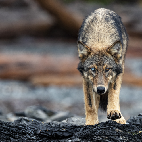 Sea Wolf Wanderer
