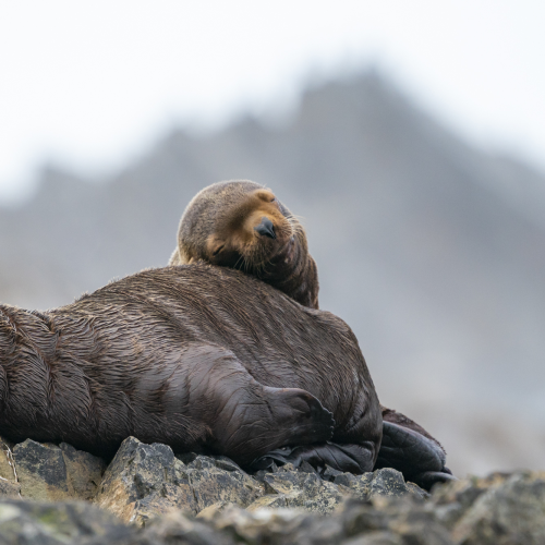 Steller Slumber