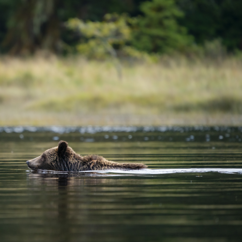 Estuary Swimmer