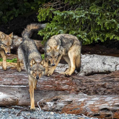 The Pack
