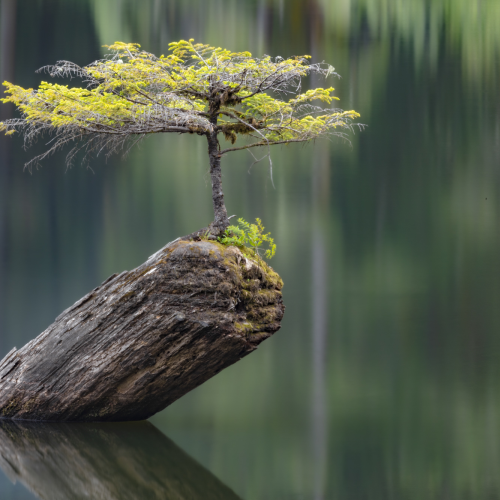 Solitude