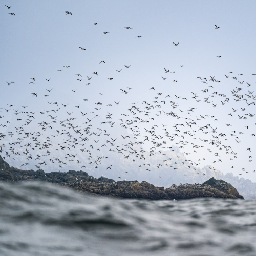 The Murre Colony