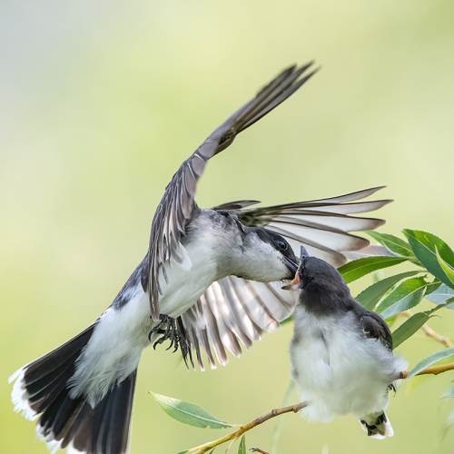Eastern Kingbird 