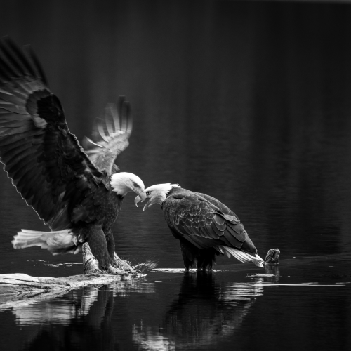 Angel Wings
