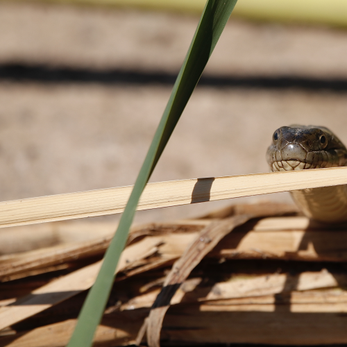 Snake