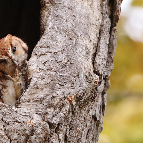 Eastern Screech-owl