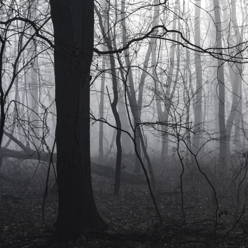 Foggy morning in the forest