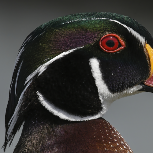 Wild wood duck profile shot.