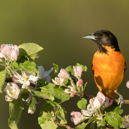 Baltimore Oriole on Apple Blossoms