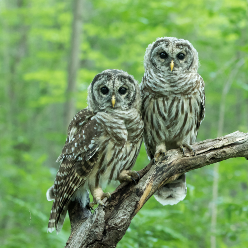 Juvenile Barred Owls Together