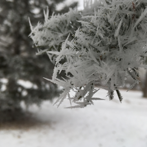 Early morning hoarfrost