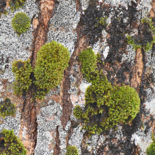 On the Maple tree