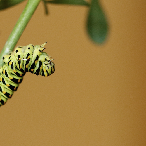  Busy Eastern Black Swallowtail Caterpillar