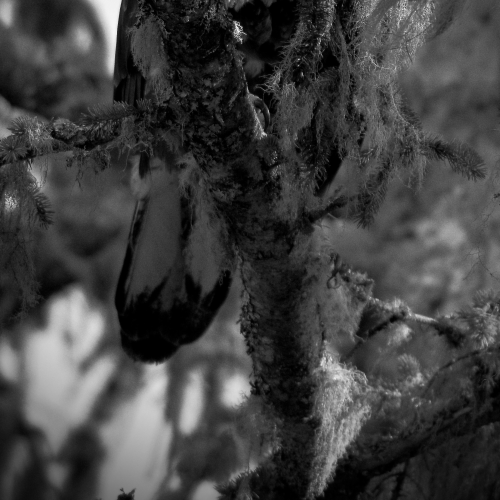 Eye spy
