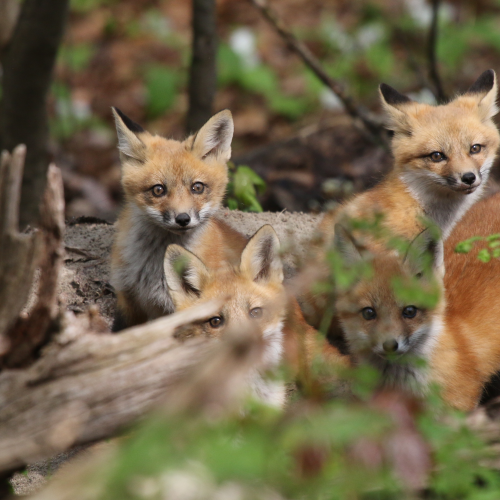 Four Fox Peek A Boo