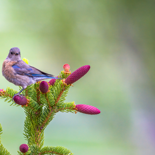 Bluebird Beauty
