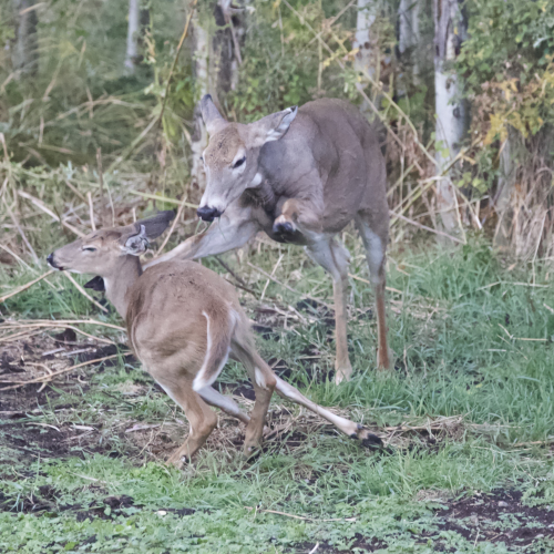 Rough Play