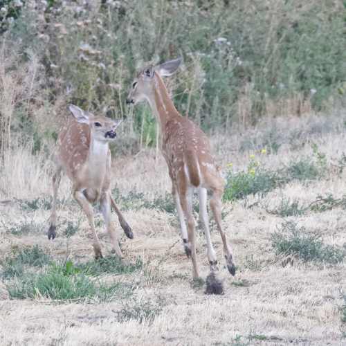 Sibling Rivalry