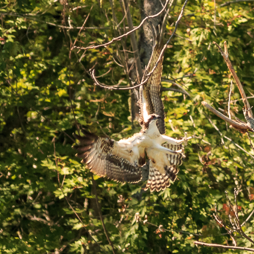 Flight  Through the Brush