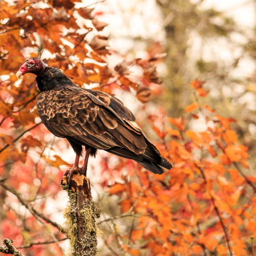 Turkey Vulture