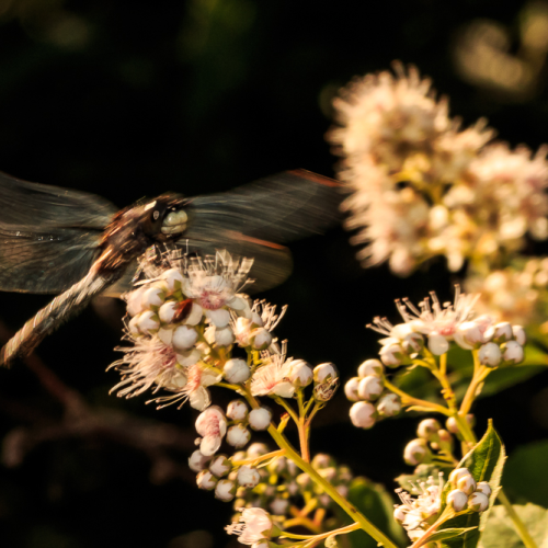 Wings Aflutter