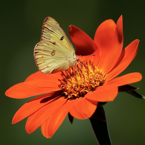 Clouded Sulphur Butterfly
