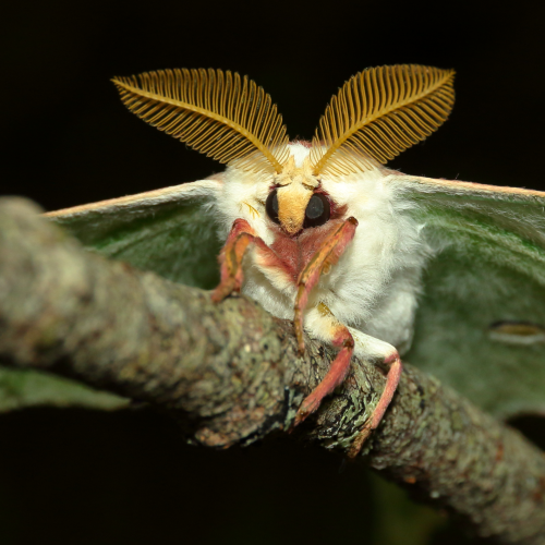 Evening Luna Moth
