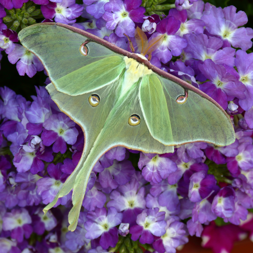 Luna Moth on Verbena