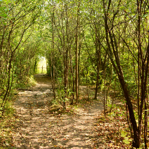 Westminster ponds trail