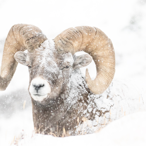 Snowy Ram
