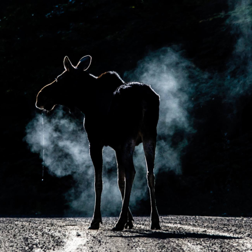 Drooling Cow Moose