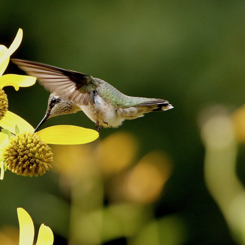 Ruby-throated Hummingbird