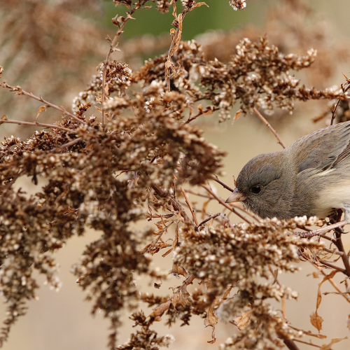 Junco Blending In