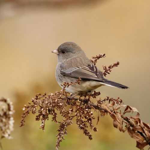 Posing Junco