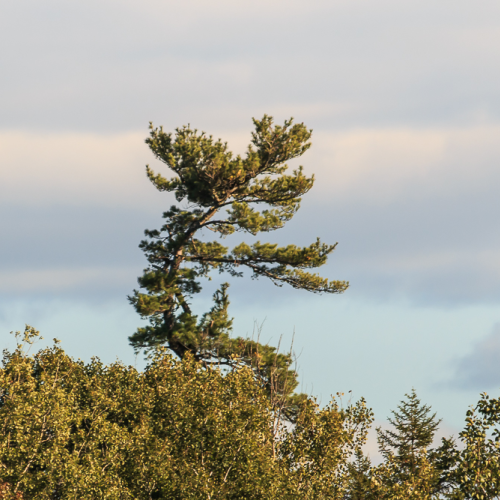 Wind Shaped