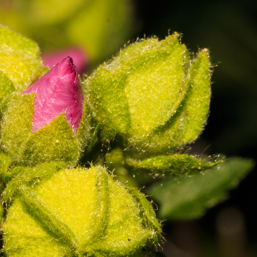 Ready to Flower