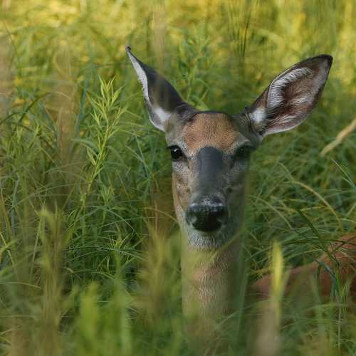 Looking At Me