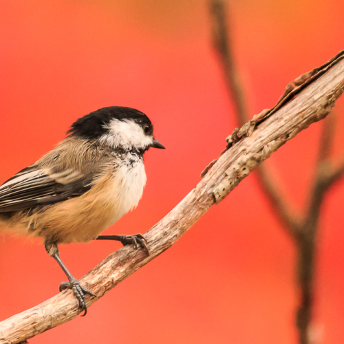 Chickadee