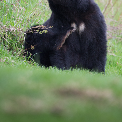 Scratching that itch