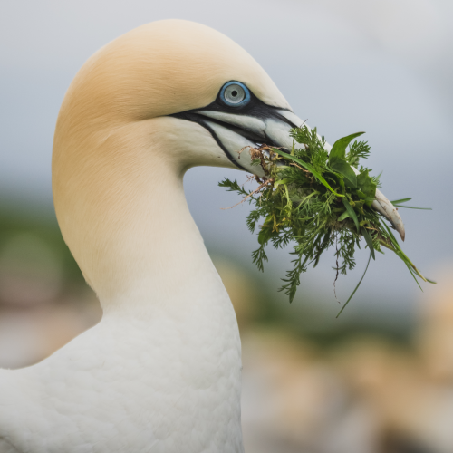 Nest materials