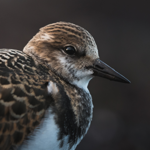 Turnstone