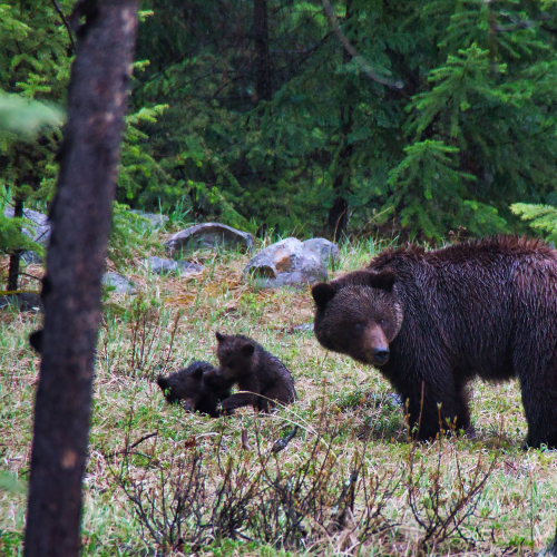 Family Stroll