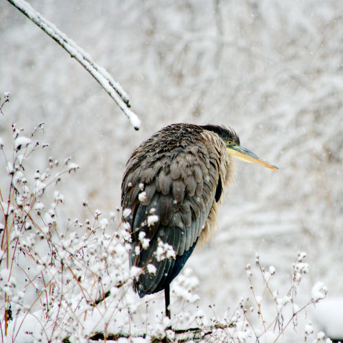 Happy Holiday Heron