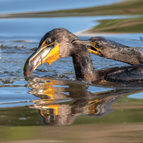 Cormorants Fight Over A Catfish