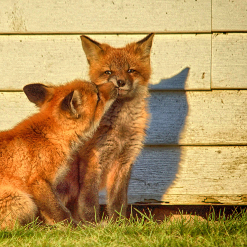 A little Kiss
