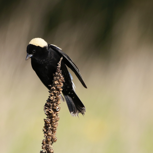 Male Bobolink