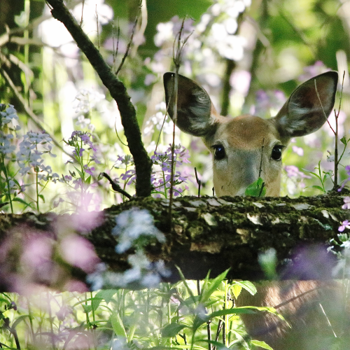 White-tailed Deer