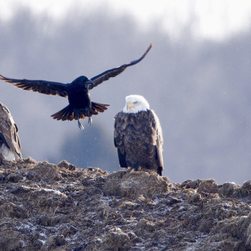 Bald Eagles and Crow