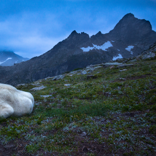 Mountain goat blues 
