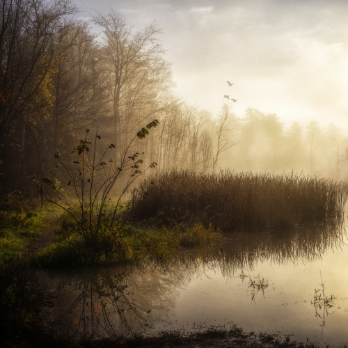Misty Oasis